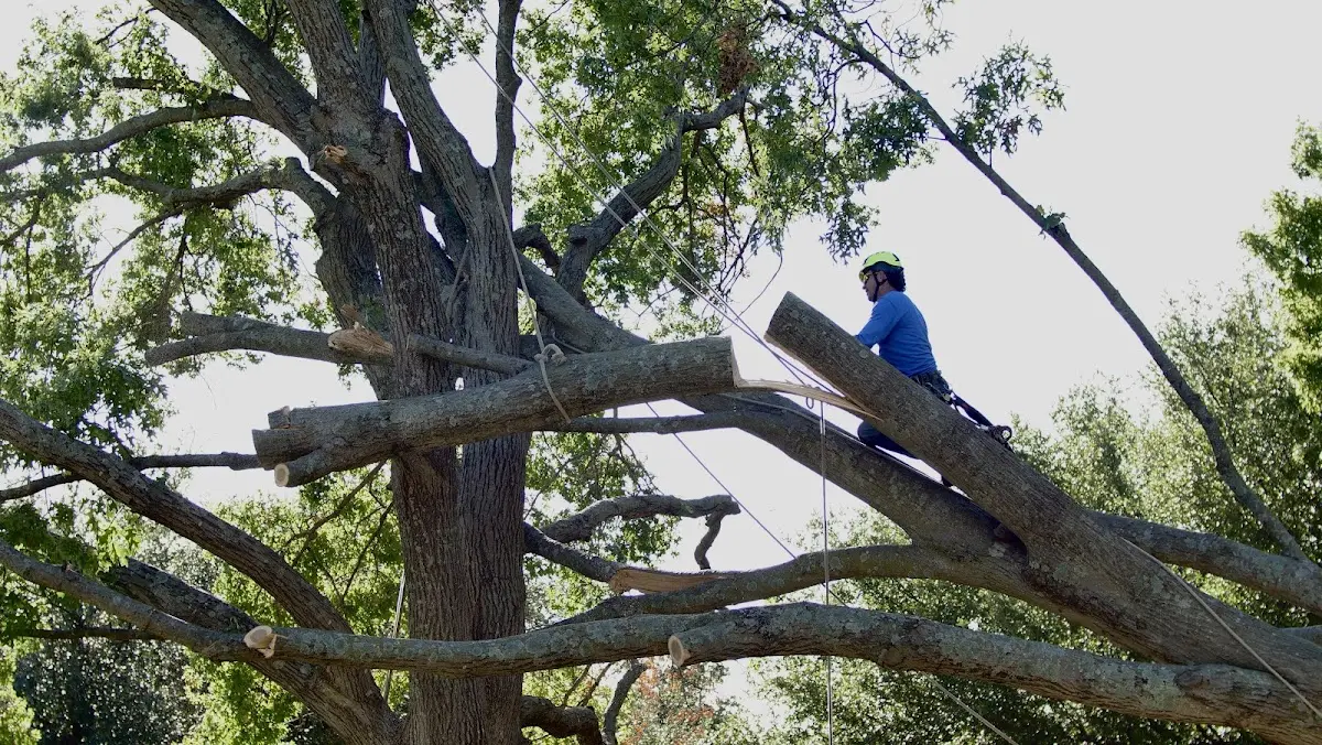 Professional Crown Thinning performed by certified arborists in Orion